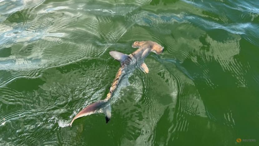 Scientists discover hammerhead shark nursery in Ecuador's Galapagos Scientists discover hammerhead shark nursery in Ecuador's Galapagos