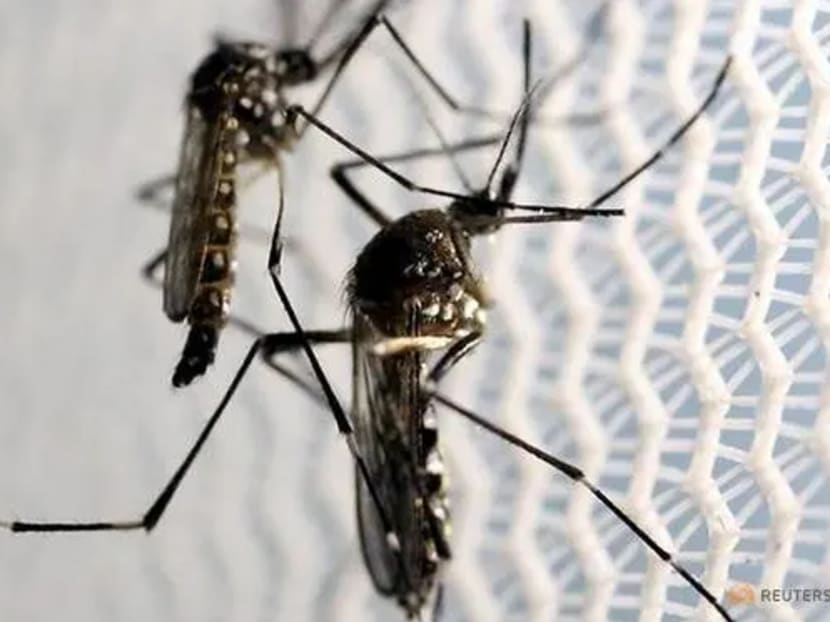 File photo of Aedes aegypti mosquitoes.