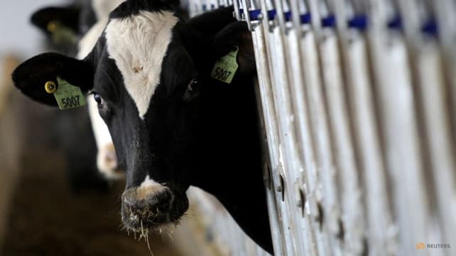 US looking into ground beef after bird flu found in milk