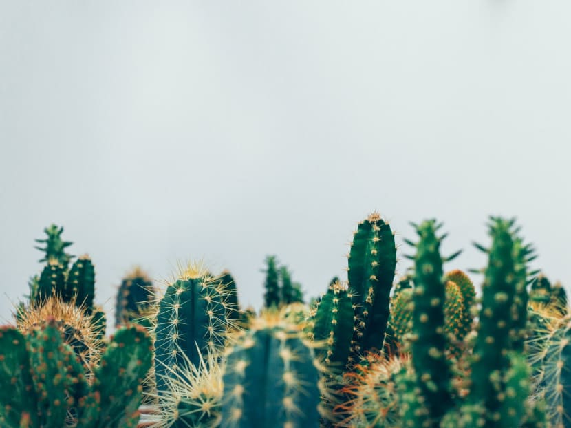Cactuses and other succulents are hot business today. They have become the darlings of social media, promoted by indoor plant influencers for their outlandish looks and minimal care requirements. Cactuses and other succulents are hot business today. They have become the darlings of social media, promoted by indoor plant influencers for their outlandish looks and minimal care requirements.