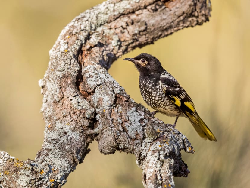 A rare Australian songbird, a female regent honeyeater is seen at the Capertee National Park in New South Wales, Australia. A rare Australian songbird, a female regent honeyeater is seen at the Capertee National Park in New South Wales, Australia.