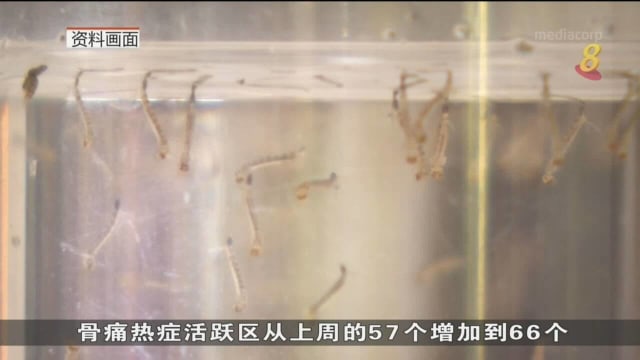 本地上周增372起骨痛热症病例 比前一周多四成