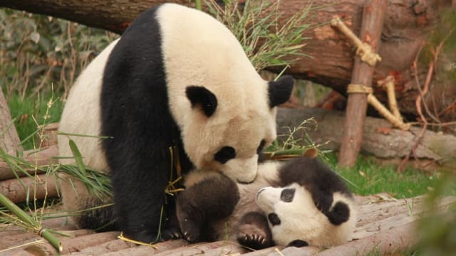 不管“他”叫什么名字　雄性大熊猫就是这副“德性”！
