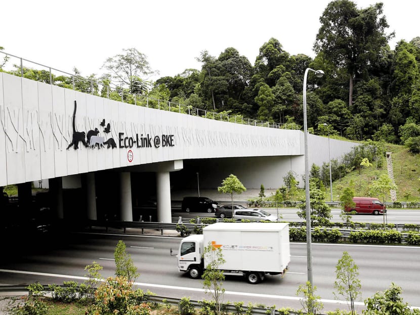 MacRitchie route for MRT line an irreversible error