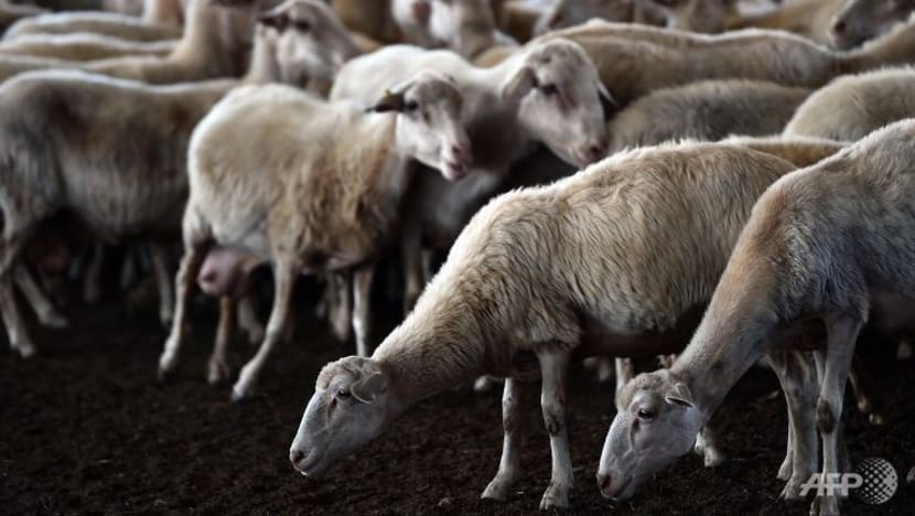 Penggubal undang-undang Australia gesa hentikan eksport kambing hidup