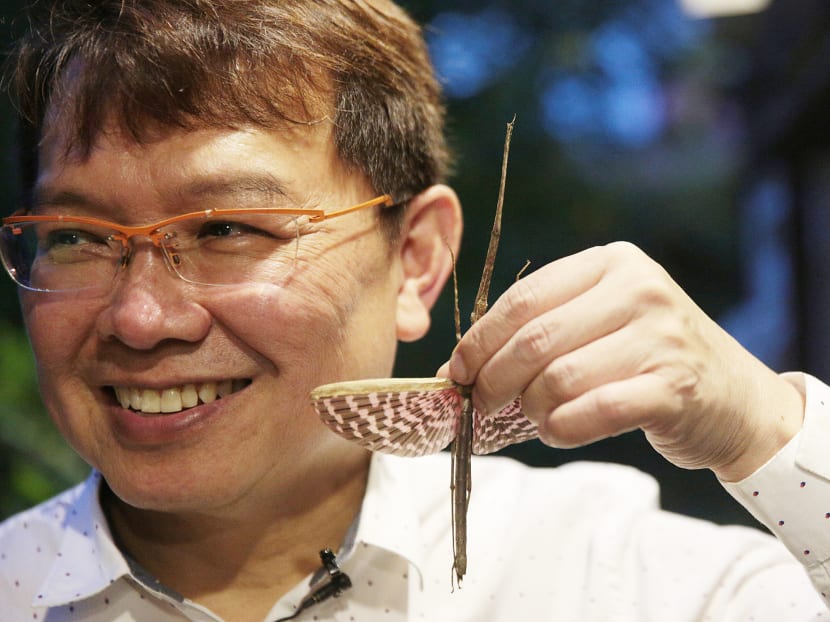 Stick insect expert Dr Francis Seow-Choen with the Diesbachia tamyris, one of the stick insects he keeps at his home for study. Photo: Jason Quah