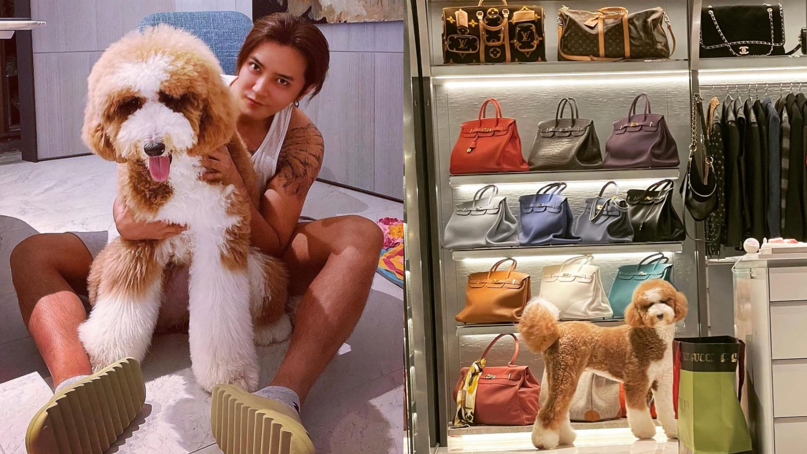 Show Luo Posts Photo Of His Dog In Walk-In Closet Full Of Designer Bags; Netizens Wonder If The Closet Actually Belongs To A Woman Show Luo Posts Photo Of His Dog In Walk-In Closet Full Of Designer Bags; Netizens Wonder If The Closet Actually Belongs To A Woman