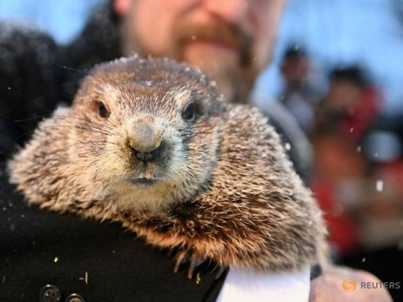 Groundhog predicts more winter for a country that just got a dose of it Groundhog predicts more winter for a country that just got a dose of it