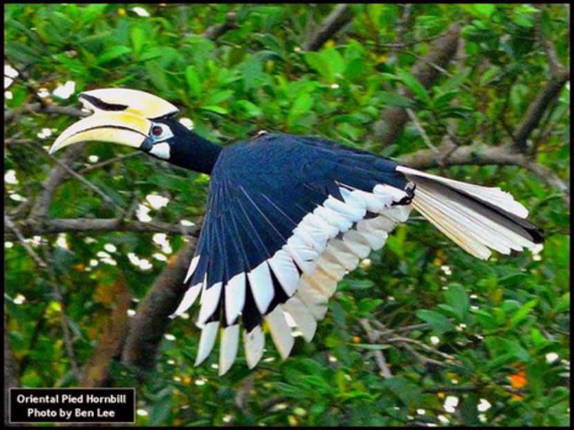 The Oriental Pied Hornbill is native to Pulau Ubin. Photo: Ben Lee