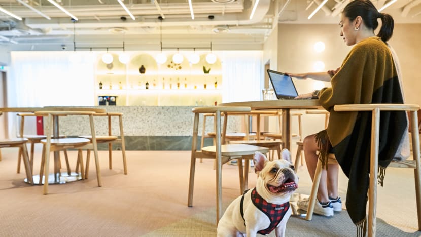 You Can Bring Your Dog To Work Every Day At This New Co-Working Space