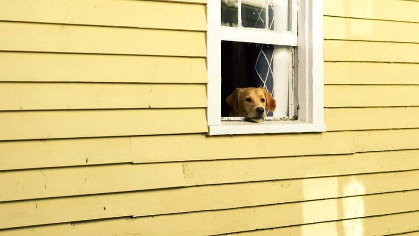 Dogs in Norway hit by mysterious illness Dogs in Norway hit by mysterious illness
