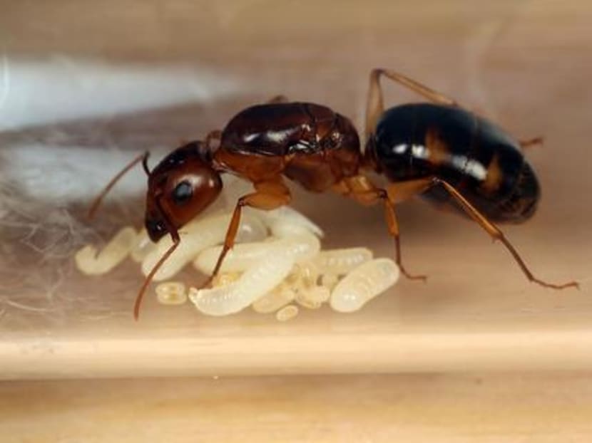 Ants as pets? The hobby is catching on in Singapore TODAY