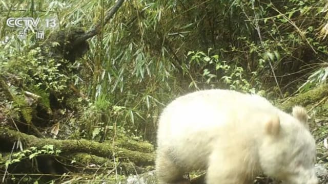 四川发现极罕见野生白熊猫 完整视频首公开