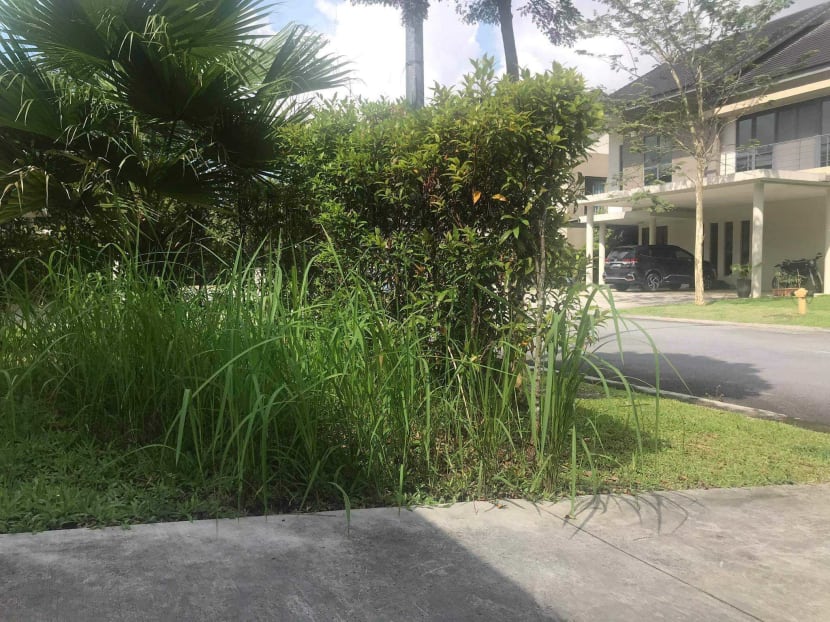 The overgrown grass at Leisure Farm, a gated development situation in Iskandar Malaysia, as Singaporeans leave behind their homes due to Malaysia’s movement control order.