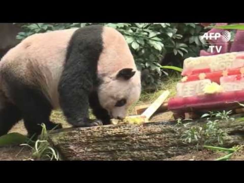 Hong Kong giant panda Jia Jia was oldest ever in captivity