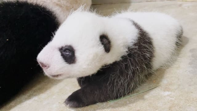 熊猫宝宝出生第40天 首次睁眼看世界