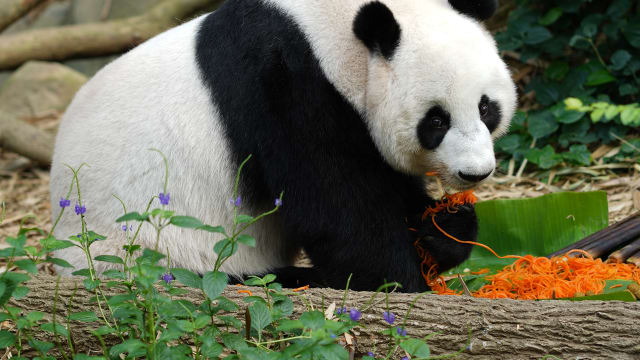 大熊猫凯凯嘉嘉庆生 享受“寿面”大餐