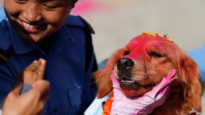Baths, garlands for man's best friend at Nepal's canine festival Baths, garlands for man's best friend at Nepal's canine festival