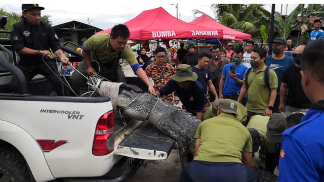 马国四米巨鳄被疑吞男童 剖腹后只发现塑料袋