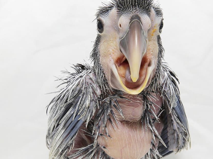 Gallery: More than 400 animal babies born, hatched this year: WRS