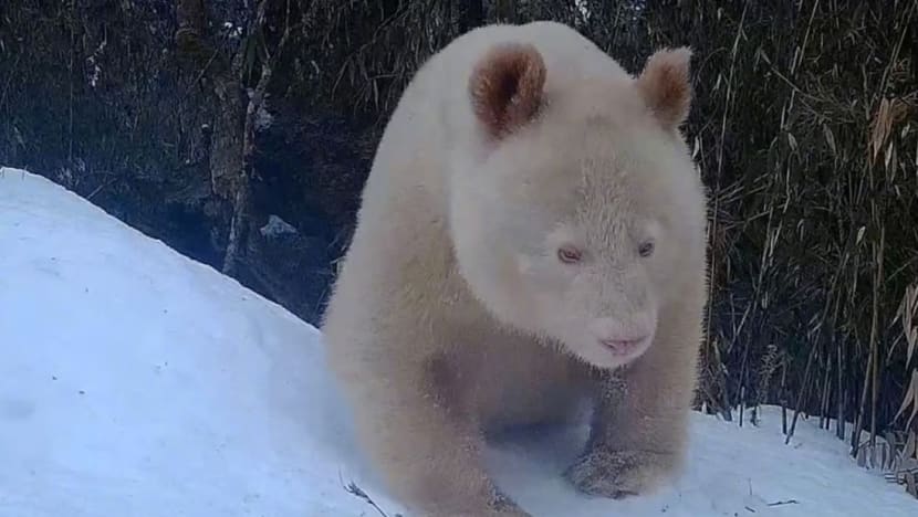 Rare albino giant panda spotted again at China’s Wolong natural reserve