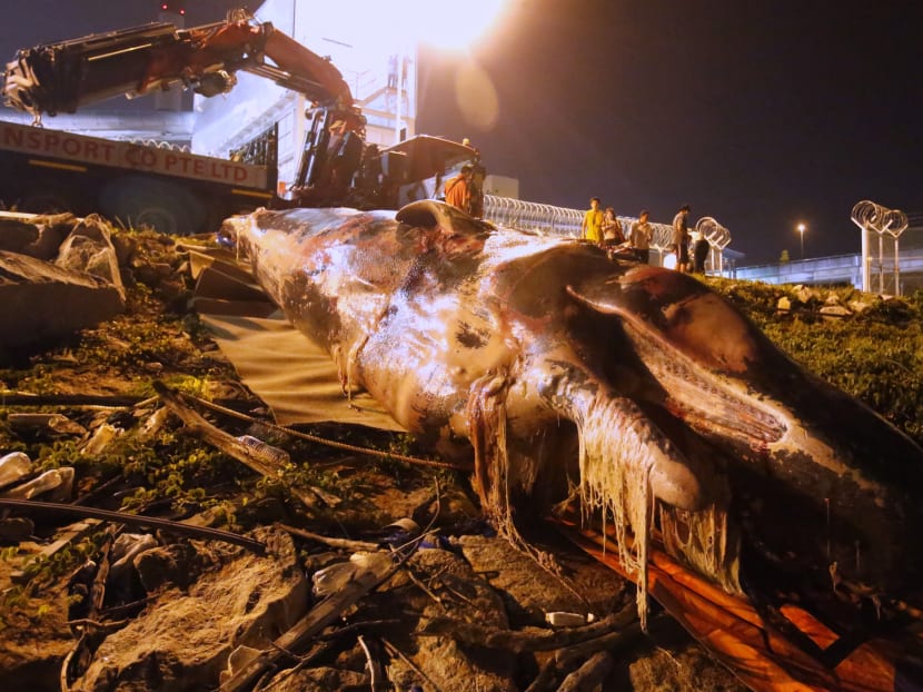 Carcass of sperm whale found near Jurong Island