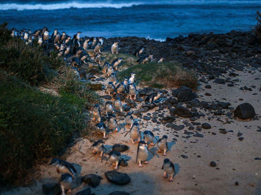 To save tiny penguins, this Australian suburb was wiped off the map To save tiny penguins, this Australian suburb was wiped off the map