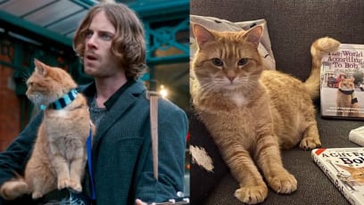 Bob The Cat, The Star Of A Street Cat Named Bob Books & Movies, Dead At 14