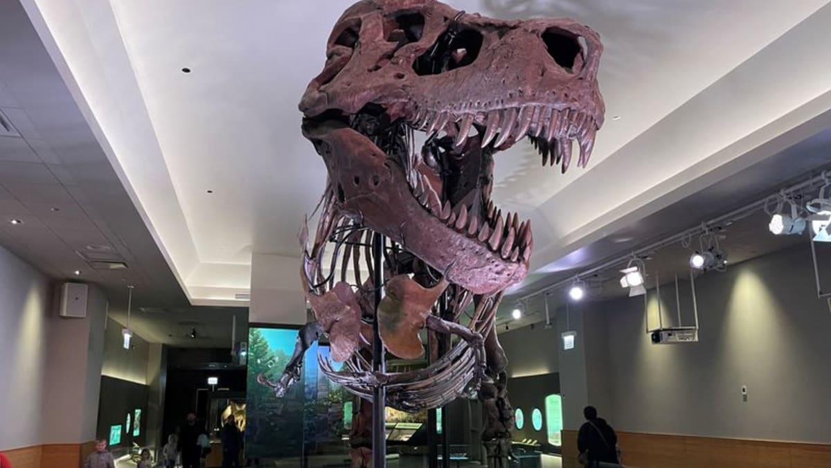 Bagi T. rex dan keluarganya, bibir atasnya kaku, bukan seringai lebar