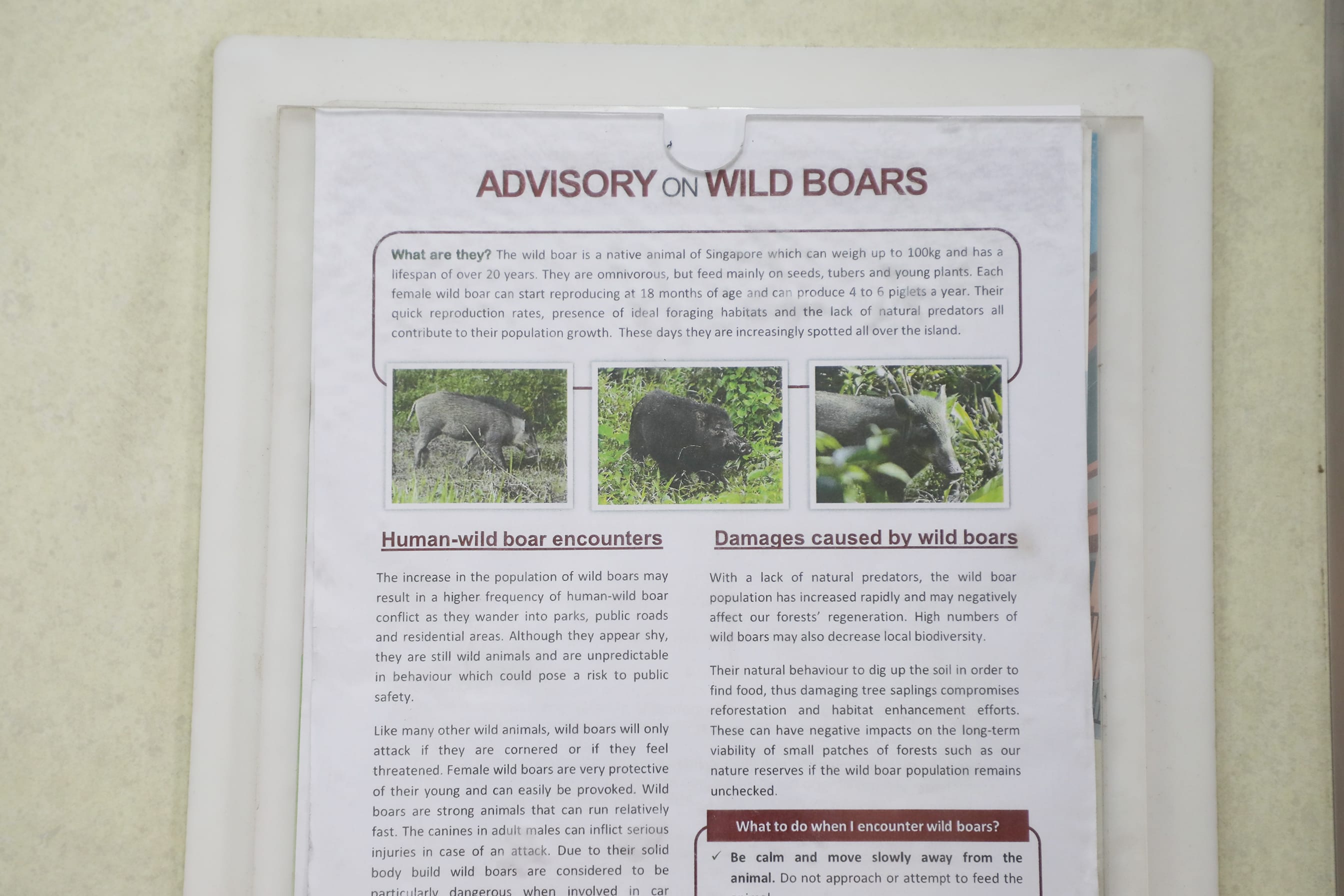 An advisory on wild boars was seen in the lift of Block 652, Yishun Avenue 4, near Yishun Park, on March 10, 2022.