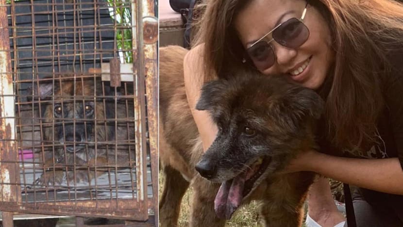 Grieved by sufferings of chained dogs, this activist engages owners to free their pets Grieved by sufferings of chained dogs, this activist engages owners to free their pets