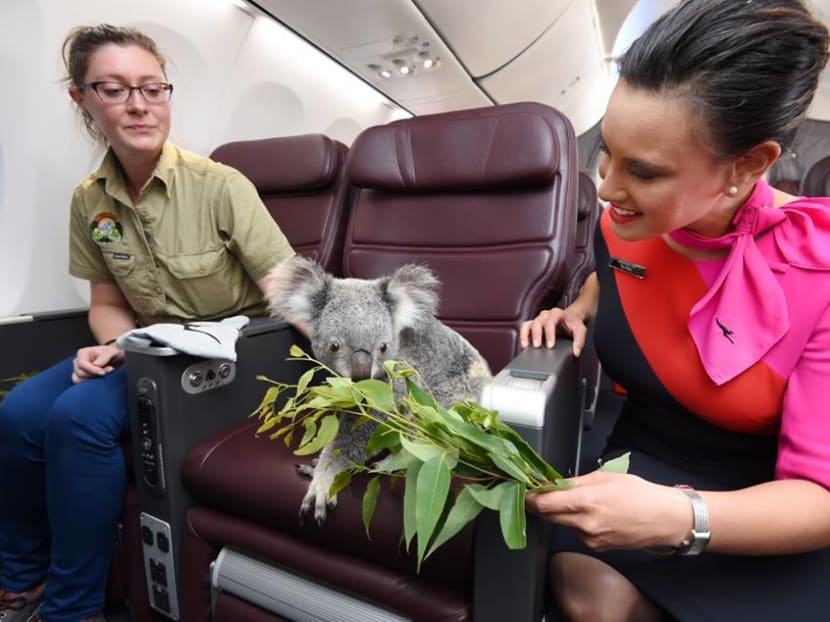 Ready for takeoff: Four koalas to Singapore
