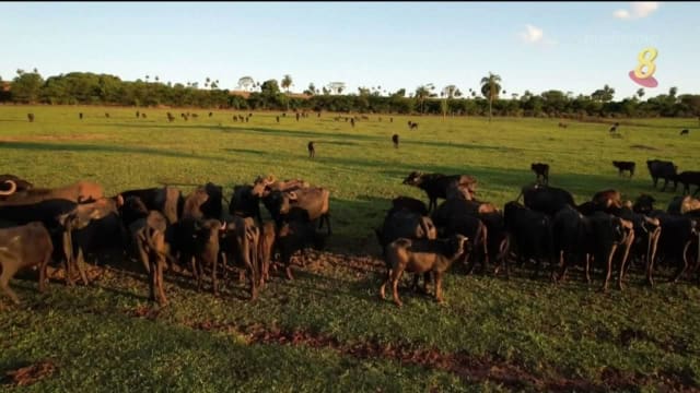 巴西一被遗弃农场里 发现约500头已饿死水牛