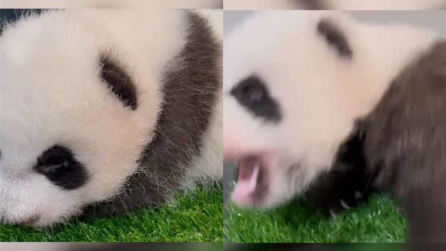 熊猫宝宝打喷嚏“像阿公” 网民：超萌！