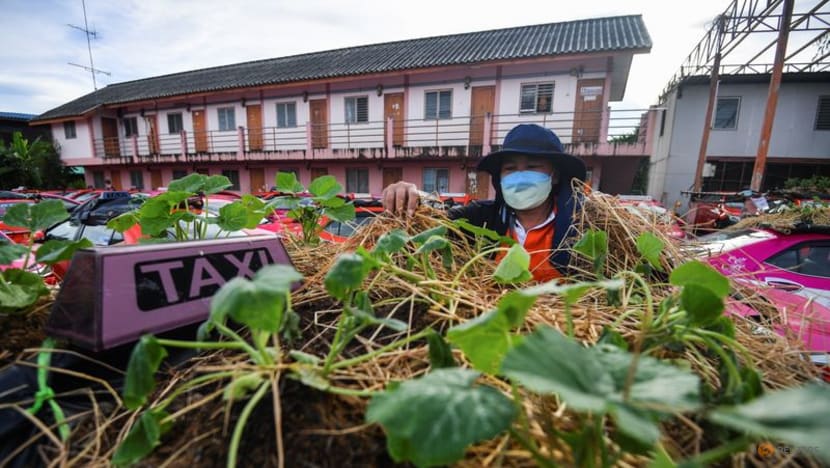 Green-thumbed Thai cabbies turn taxis into gardens amid COVID-19 crunch Green-thumbed Thai cabbies turn taxis into gardens amid COVID-19 crunch