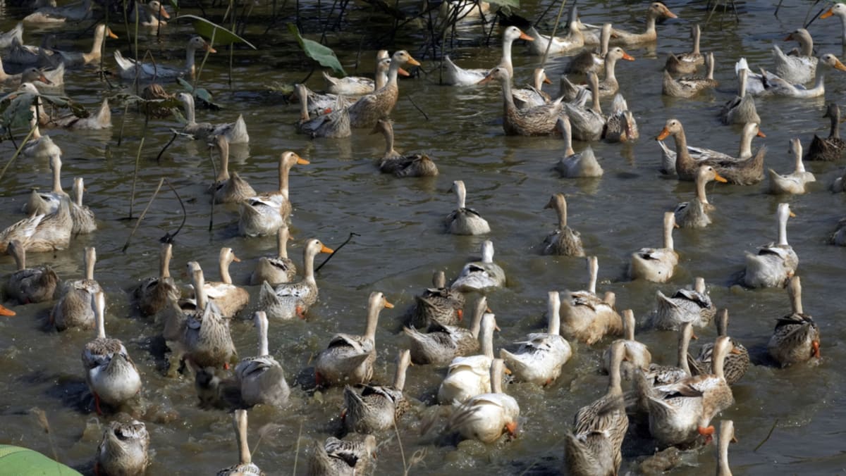 Viruses in Cambodian bird flu cases identified as circulating for many years Viruses in Cambodian bird flu cases identified as circulating for many years