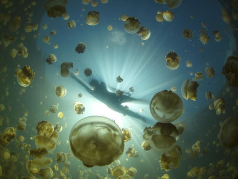 In Pacific nation of Palau, Jellyfish Lake losing namesake