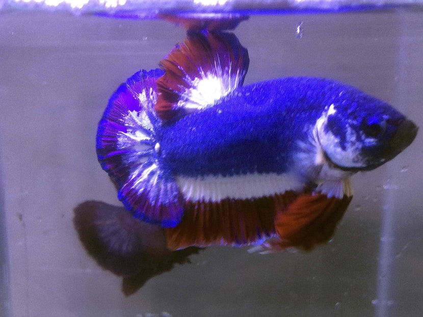 Thai fish tank discount