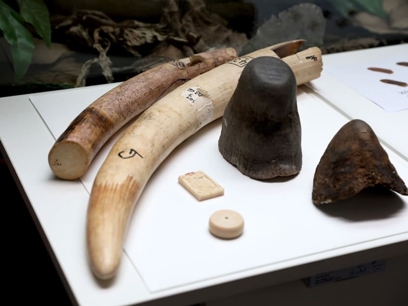 Samples of ivory and rhino horn at a roving exhibition at the Bukit Timah Nature Reserve's visitor centre gallery on Nov 12, 2021. The exhibition relates to proposed amendments to the Endangered Species (Import and Export) Act.