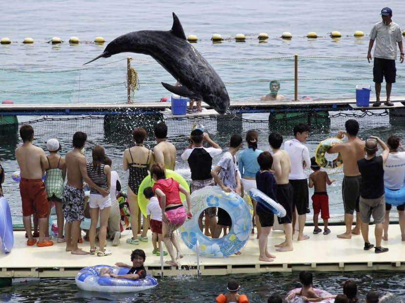 Gallery: Japan aquariums say they'll stop getting Taiji-hunt dolphins