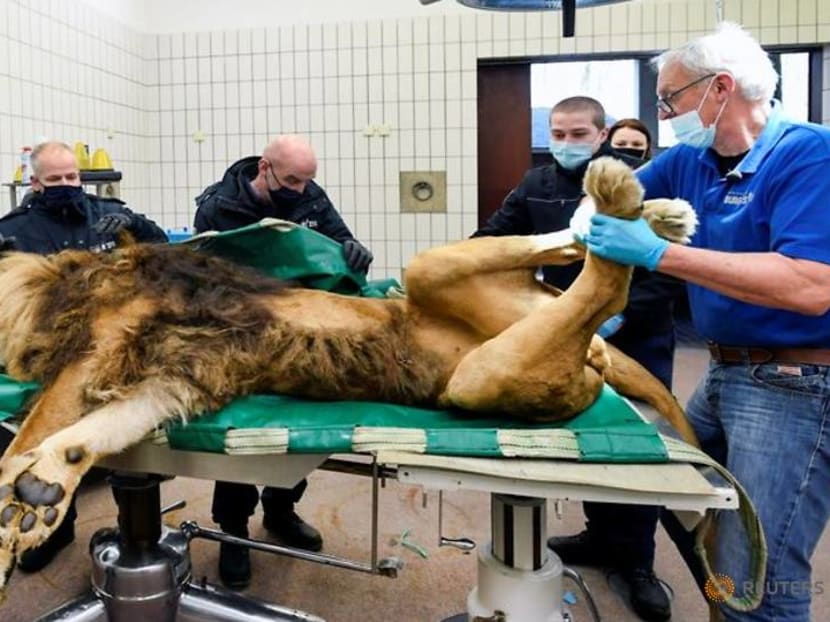 Lion has vasectomy after siring five cubs in a year Lion has vasectomy after siring five cubs in a year