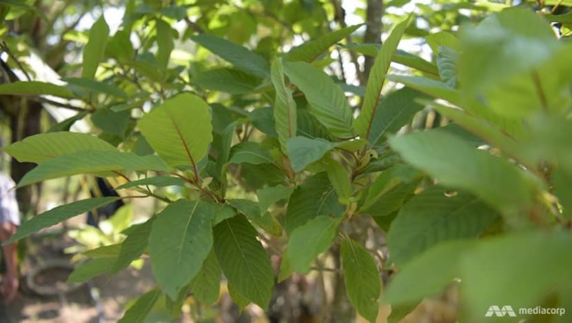 Ketum leaves