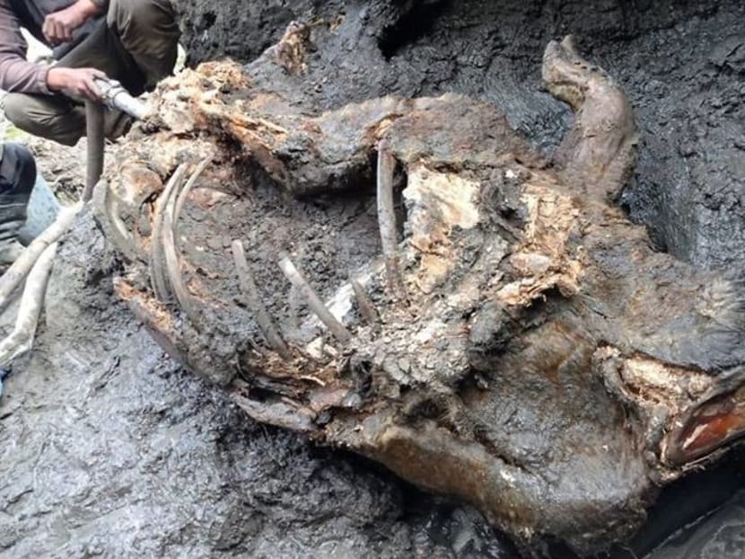 Woolly rhino remains found in melting Siberian permafrost Woolly rhino remains found in melting Siberian permafrost