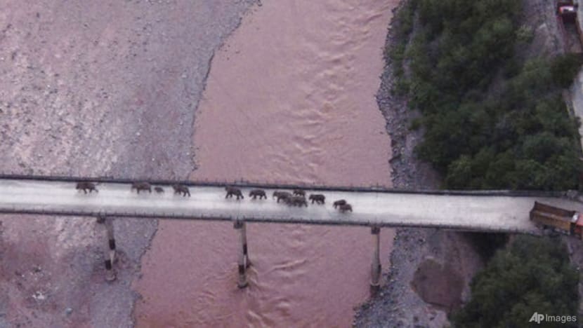 China's wandering elephants may finally be heading home China's wandering elephants may finally be heading home