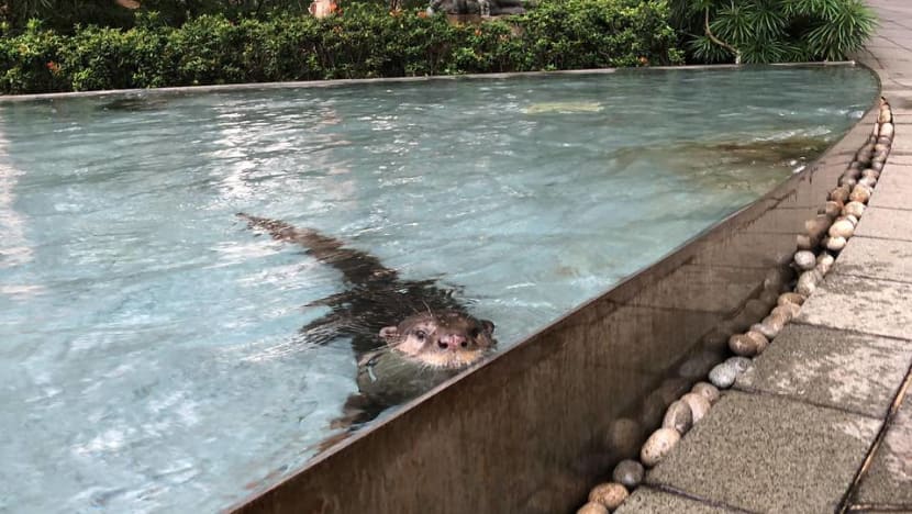 Commentary: The truth behind returning wildlife is less feel-good than you think Commentary: The truth behind returning wildlife is less feel-good than you think