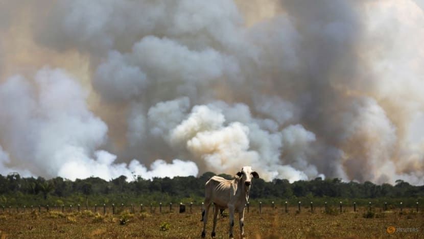 Deforestation in Brazil's Amazon falls for second month, remains high Deforestation in Brazil's Amazon falls for second month, remains high