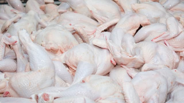 马国政府宣布10月起 有条件允肉鸡出口
