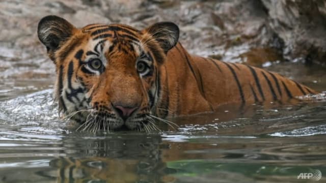 印度去年有126只老虎死亡 有统计以来最高