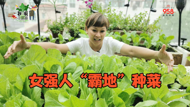 【我家小菜园】第二集：女强人“霸地”种菜，菜园竟扩大到邻居家！