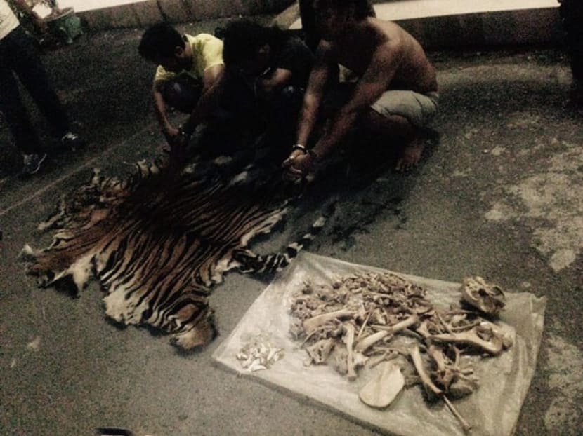 Three man suspected of poaching rare Sumatran tigers squatting next to evidence of skin and bones of a tiger from the protected forests of Mount Leuser National Park, after they were caught. Photo: AFP